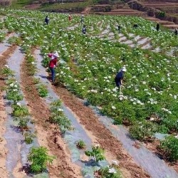 江西牡丹種植客戶(hù)